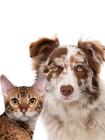 cat and dog
